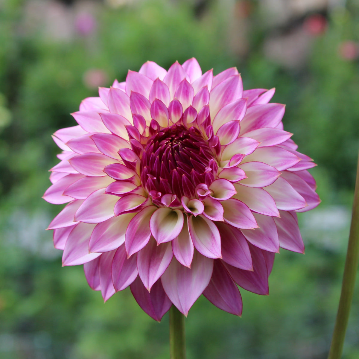 ＊Dahlia＊ページ Bloomquist Compare dahlia tubers for sale - Pedaling Petals