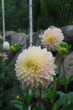 Bloomquist Blush Tuber