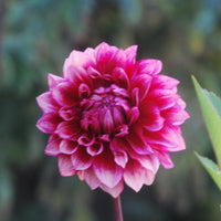 Bloomquist York Tuber