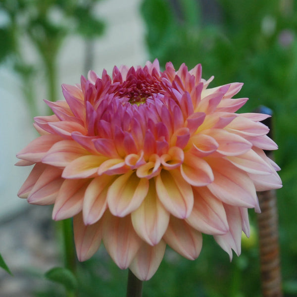 Country Charm Rooted Cutting Limit One