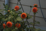 KA's® Blood Orange Rooted Cutting
