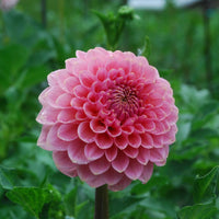 Askwith Minnie Rooted Cutting Limit One