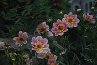 Ferncliff Dolly Rooted Cutting Limit One