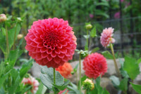 RM Pink Sugar Rooted Cutting