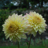Bloomquist Blush Tuber