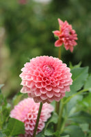 Askwith Minnie Rooted Cutting Limit One