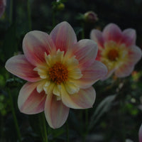 Ferncliff Dolly Rooted Cutting Limit One