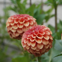 KA's® Blood Orange Rooted Cutting