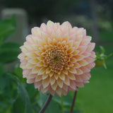 Bloomquist Blush Tuber