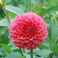 RM Pink Sugar Rooted Cutting