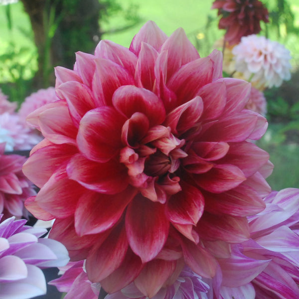 Bloomquist York Tuber