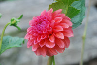 RM Pink Sugar Rooted Cutting
