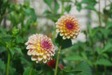 Coseytown Gale Tuber