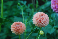 Ms Honey Tuber