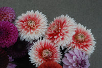 Hapet Austria Lace Rooted Cutting Limit One