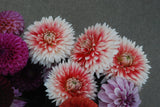 Hapet Austria Lace Rooted Cutting Limit One