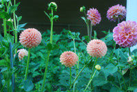 Ms Honey Tuber