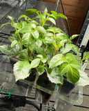 12-cell Rooted Cutting Starter Tray 6-count
