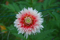 Hapet Austria Lace Rooted Cutting Limit One