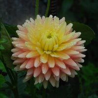 Hollyhill Gingersnap Tuber