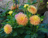 Hollyhill Gingersnap Tuber