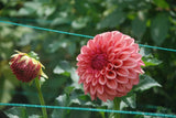 Orange Globe Tuber