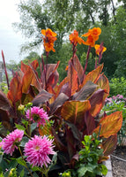 Canna Tropicanna. 2 Rhizomes