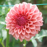Orange Globe Tuber