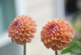 Valley Tawny Tuber
