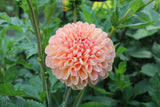 Honey Dew Tuber