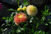 Hollyhill Gingersnap Tuber