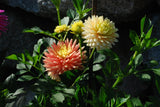 Hollyhill Gingersnap Tuber