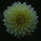 Bloomquist Blush Tuber