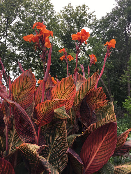 Canna Tropicanna. 2 Rhizomes