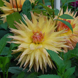 Penhill Autumn Shade Tuber