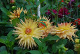 Penhill Autumn Shade Tuber