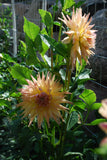 Penhill Autumn Shade Tuber
