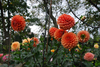 Hy Patti Tuber
