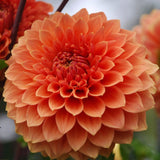Hy Patti Tuber
